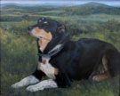 Pet Portraits